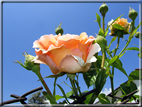 foto Rose